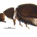 Image of Malacocis brevicollis (Casey 1898)