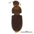 Image of Cis horridulus Casey 1898