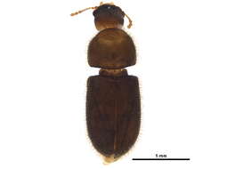 Image of Cis horridulus Casey 1898