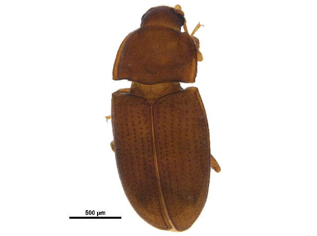 Image of Philothermus glabriculus Le Conte 1863