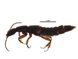 Image of Lathrobium simile Le Conte & J. L. 1863