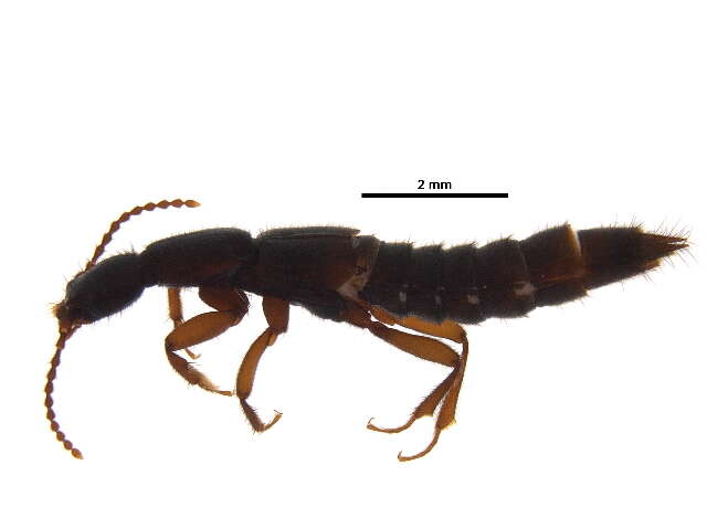 Image of Lathrobium simile Le Conte & J. L. 1863