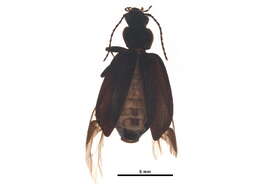 Image of Platynus (Platynus) opaculus Le Conte 1863