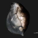 Image of Daphnia cf. middendorffiana