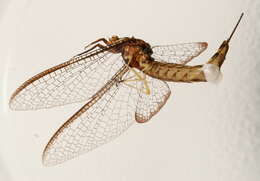 Image of Ephemeroidea