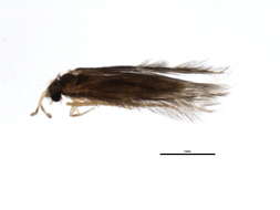 Image of Hydroptila perdita Morton 1905