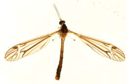 Tipula (Yamatotipula) concava Alexander 1926的圖片