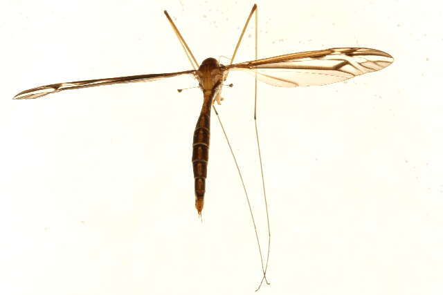 Image of Tipula (Yamatotipula) concava Alexander 1926