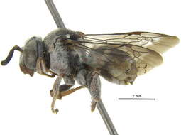 Image of Epeolus Latreille 1802
