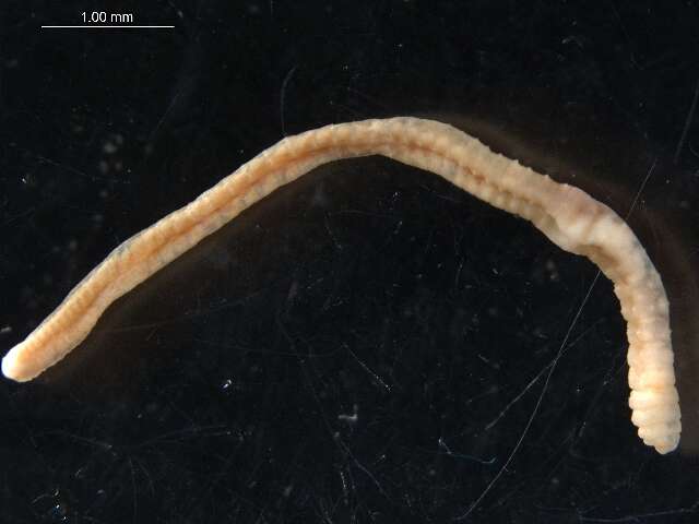 Image of earthworms, leeches, and relatives
