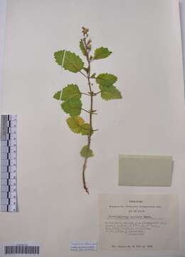 Image of figwort