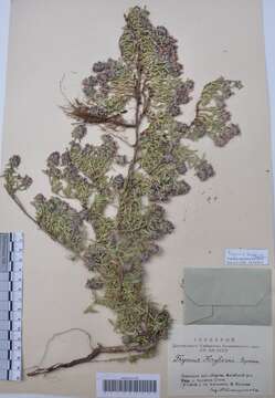 Image of thyme