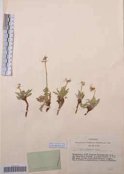 Image of hawksbeard