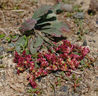 Image of Marsh Rosemary