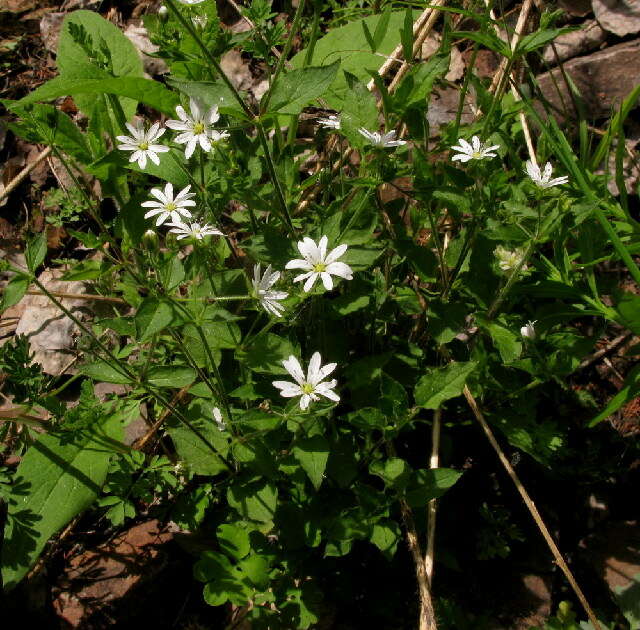 Image of Stellaria