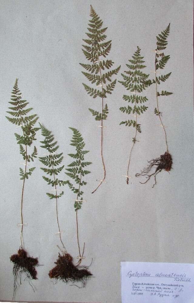 Image of fragile ferns