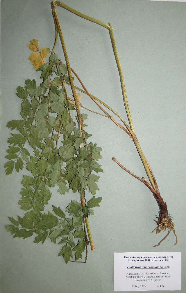 Image of meadow-rue