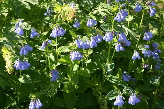 Mertensia resmi