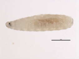 Image of Egle atomaria (Zetterstedt 1845)