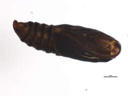 Image of Clepsis moeschleriana Wocke 1862