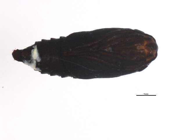 Image of Clepsis moeschleriana Wocke 1862