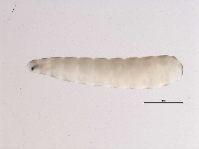 Image of Egle atomaria (Zetterstedt 1845)