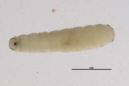 Image of Egle atomaria (Zetterstedt 1845)