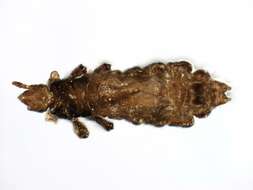 Image of human body louse