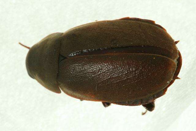 Image of Diploptera