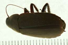 Image of Diploptera