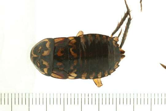 Image of Cockroach