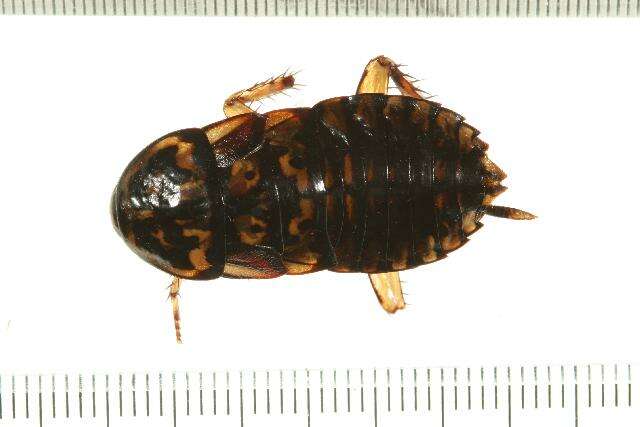 Image of Cockroach