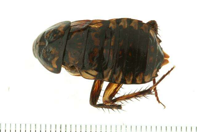 Image of Cockroach