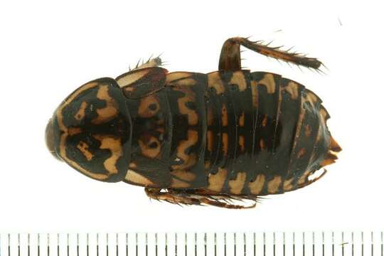 Image of Cockroach