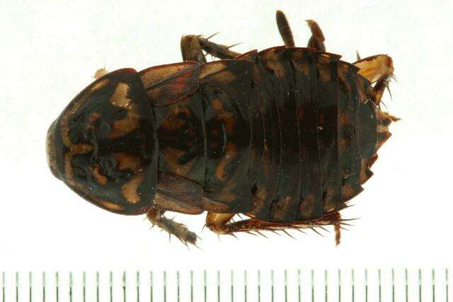 Image of Cockroach