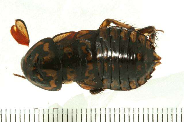 Image of Cockroach