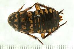 Image of Cockroach