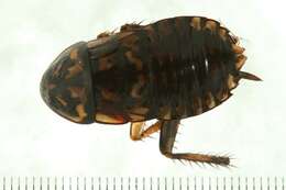 Image of Cockroach