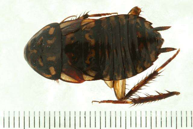 Image of Cockroach