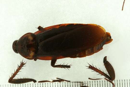 Image of american cockroach, ship cockroach