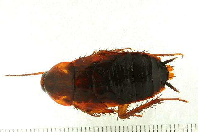 Image of american cockroach, ship cockroach