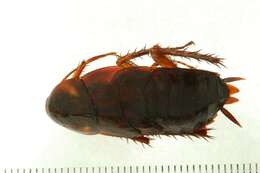 Image of american cockroach, ship cockroach