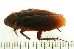 Image of american cockroach, ship cockroach