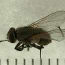 Image of Musca larvipara Portschinsky 1910