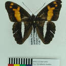 <i>Adelpha justina</i>的圖片