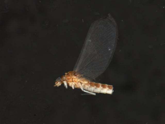 Image of Tiny Blue-winged Olive