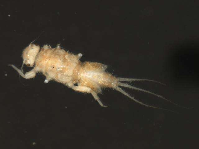 Image of Tricorythodes mosegus Alba-Tercedor & Flannagan 1995