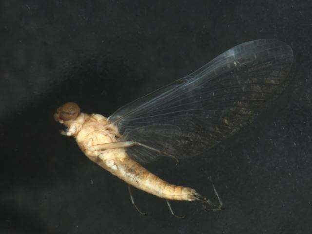 Image of Nixe lucidipennis (Clemens 1913)