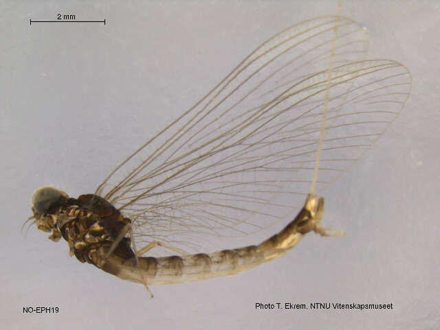 Image of cleftfooted minnow mayflies