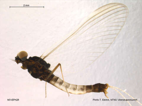 Image of Paraleptophlebia strandii (Eaton 1901)